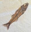 Well Preserved Mioplosus Labracoides #9649-1